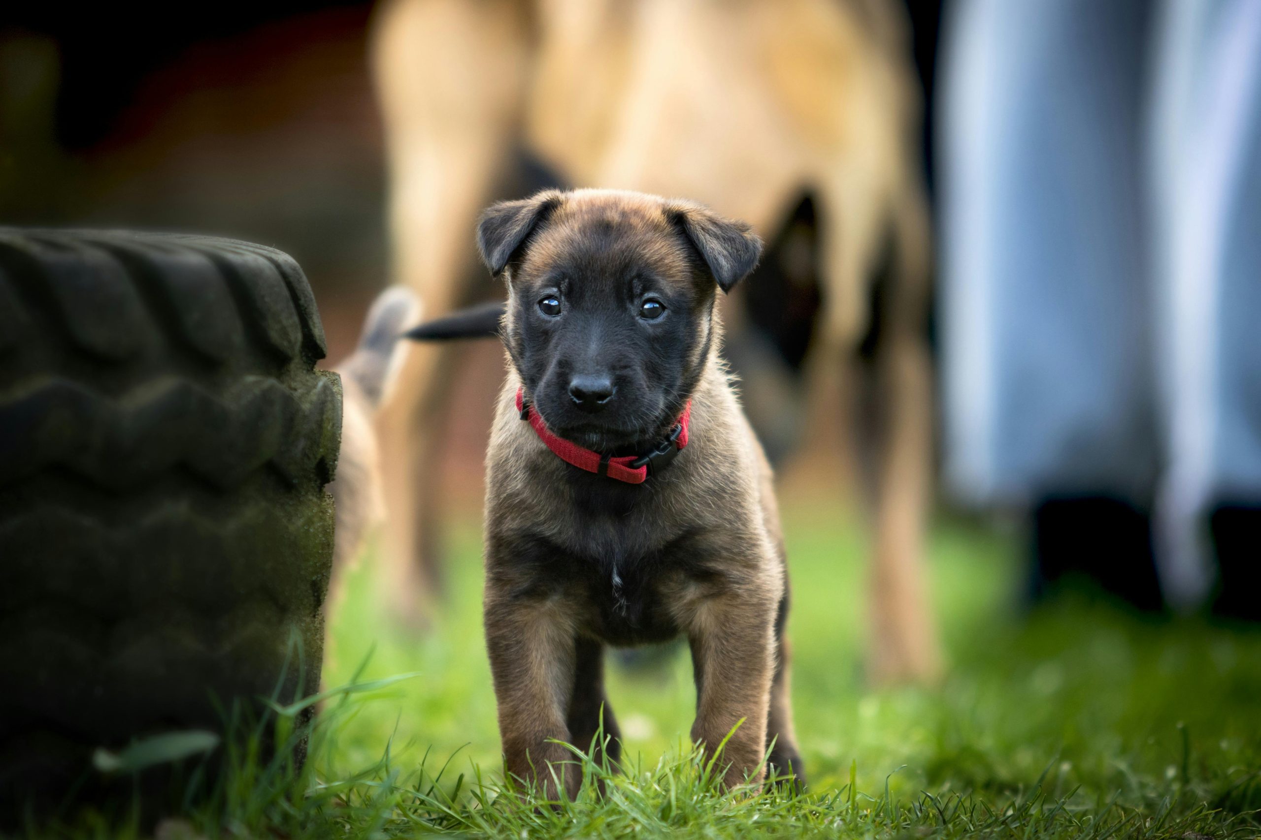 Cachorro en entrenamiento neurobiológico en Costa Rica